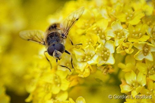 Bug On A Yellow Flower_53614.jpg - Photographed at Ottawa, Ontario - the Capital of Canada.